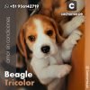 Beagle Tricolor