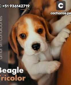 Beagle Tricolor