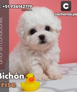 Bichón Frise