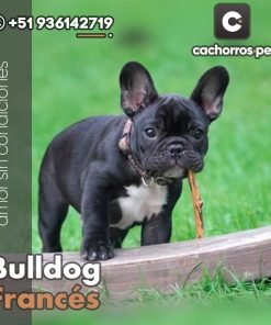 Bulldog Francés