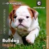 Bulldog Inglés
