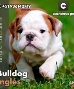 Bulldog Inglés