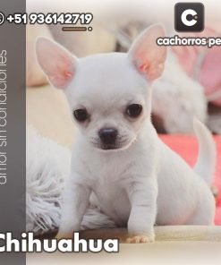 Chihuahua