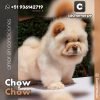 Chow Chow