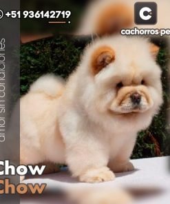Chow Chow