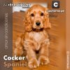 Cocker Spaniel