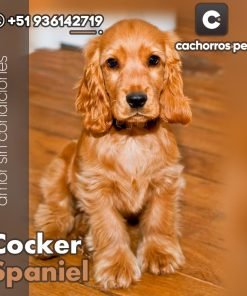 Cocker Spaniel