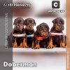 Doberman