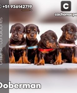 Doberman