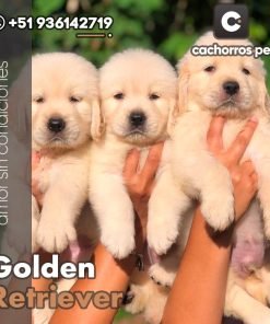 Golden Retriever
