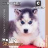 Husky Siberiano