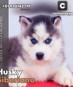 Husky Siberiano