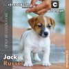Jack Russel