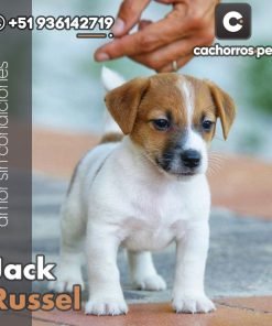 Jack Russel