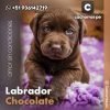 Labrador Chocolate