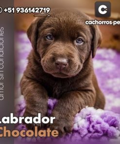 Labrador Chocolate