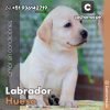 Labrador Hueso