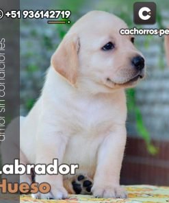 Labrador Hueso