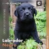 Labrador Negro