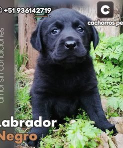 Labrador Negro