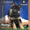 Pastor Alemán