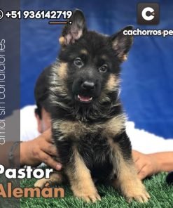 Pastor Alemán