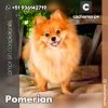 Pomeranian