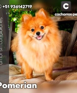 Pomeranian