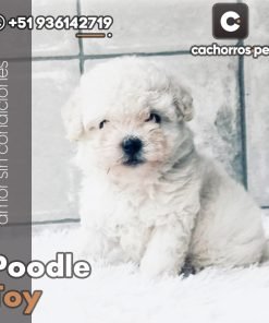 Poodle Toy