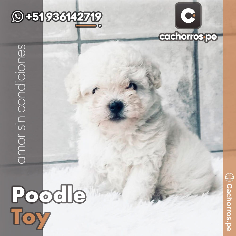 Poodle Toy Cachorros Pe