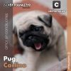 Pug Carlino