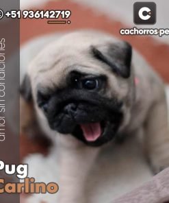 Pug Carlino