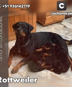 Rottweiler