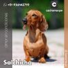 Salchicha