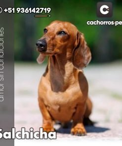 Salchicha