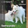 Samoyedo