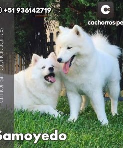 Samoyedo