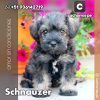 Schnauzer