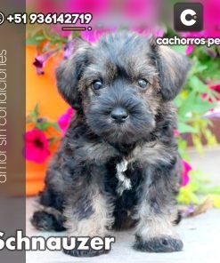 Schnauzer