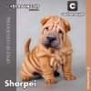 Sharpei