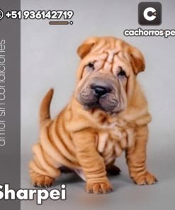 Sharpei
