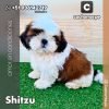 Shitzu