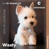 West Highland Terrier (Westy)