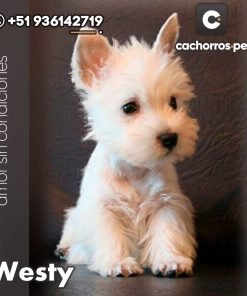 West Highland Terrier (Westy)