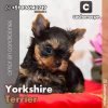 Yorkshire Terrier Toy