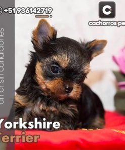 Yorkshire Terrier Toy