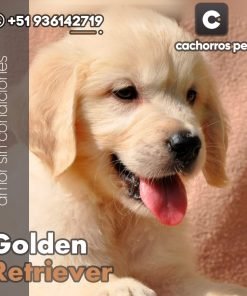 Golden Retriever
