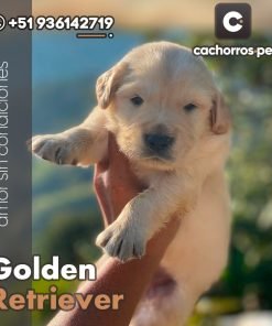 Golden Retriever