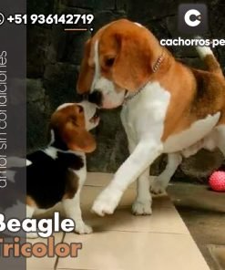 Beagle Tricolor