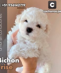 Bichón Frise